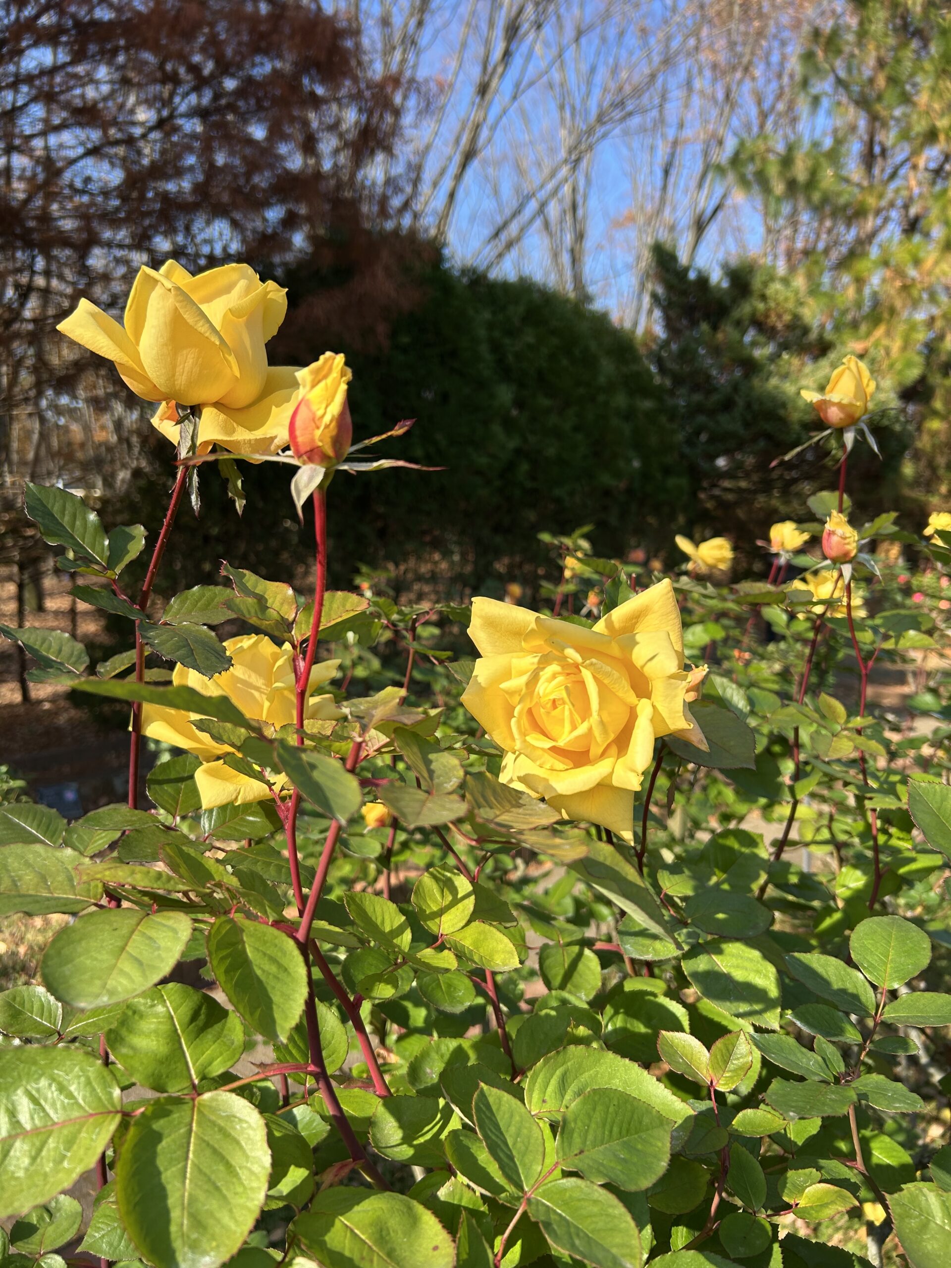 都市緑化植物園のバラ