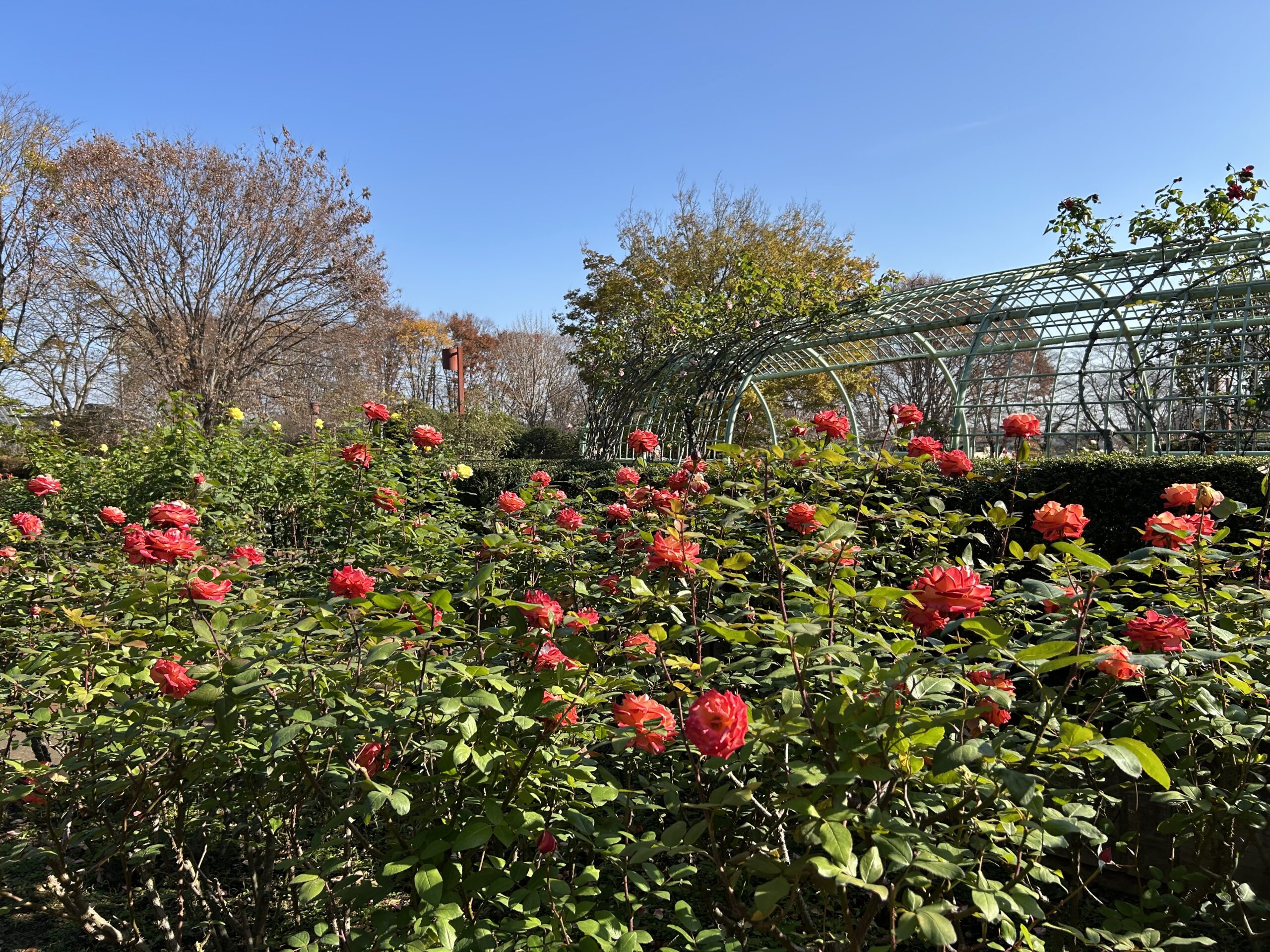 都市緑化植物園のバラ