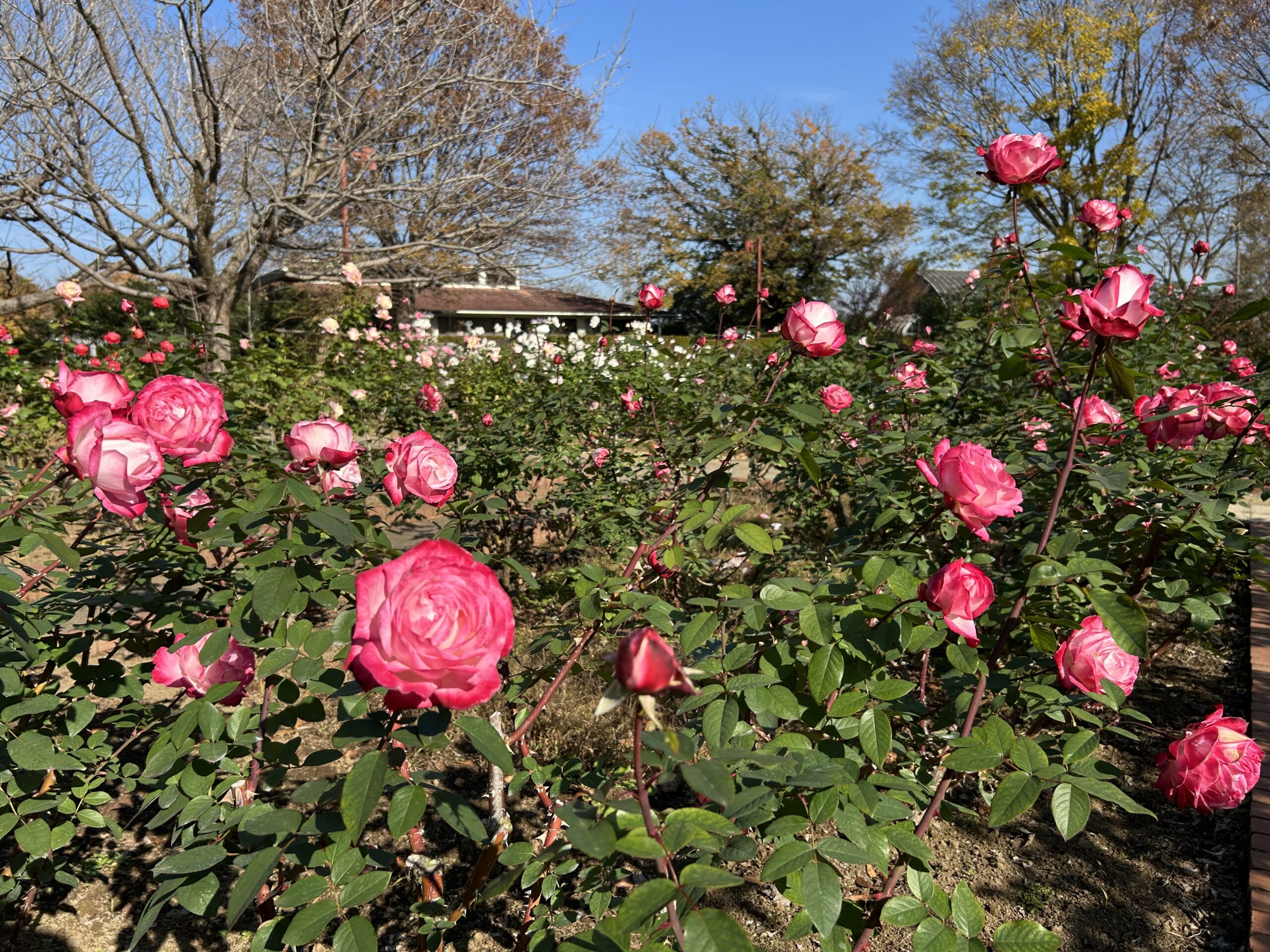 都市緑化植物園のバラ