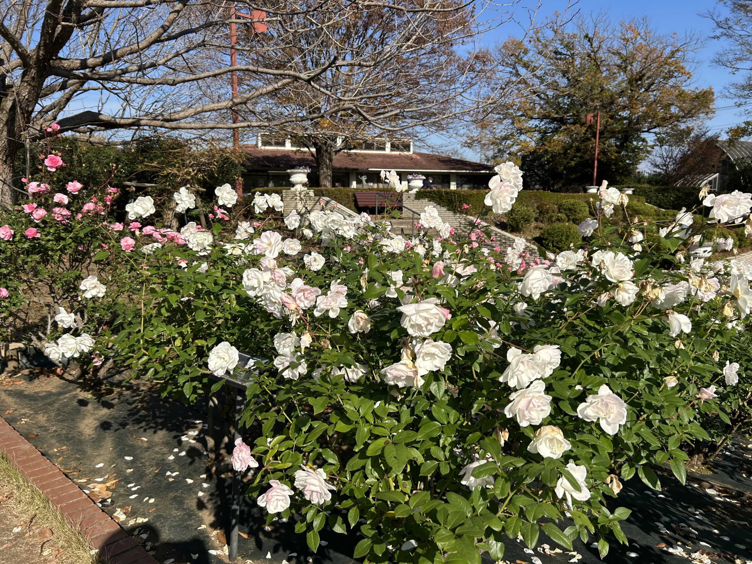 都市緑化植物園のバラ