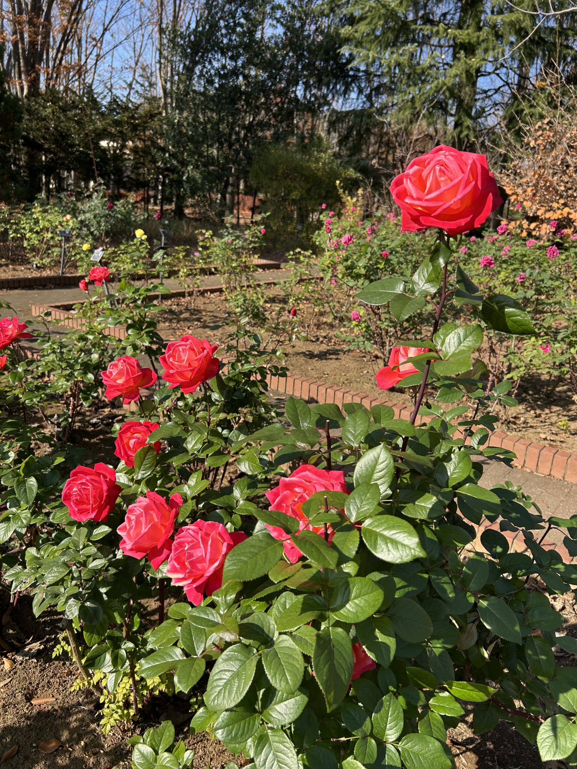 都市緑化植物園のバラ
