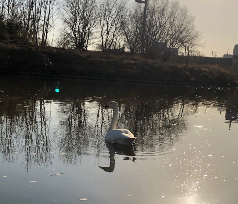 川島町白鳥飛来地
