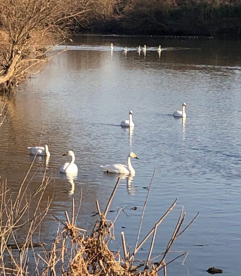 川島町白鳥飛来地