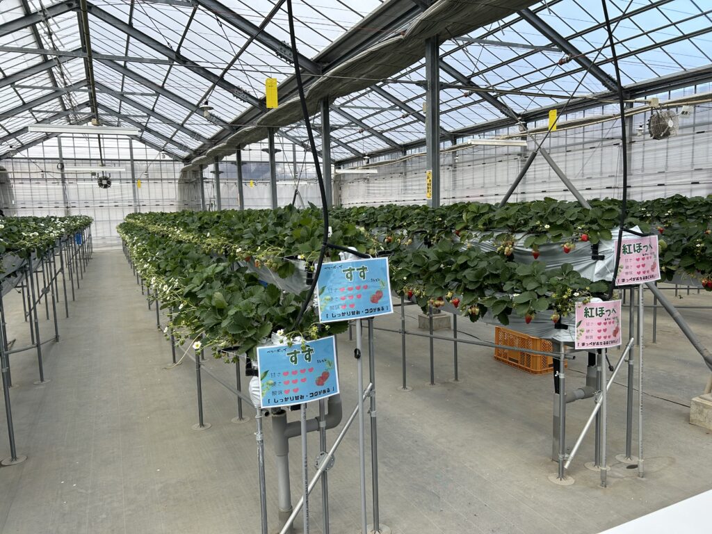 農林公園のイチゴハウスの中の様子③