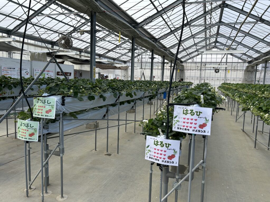 農林公園のイチゴハウスの中の様子②