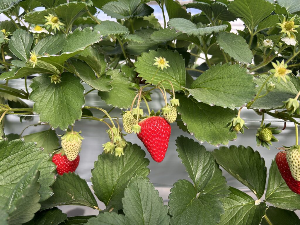 真っ赤なイチゴが生っている