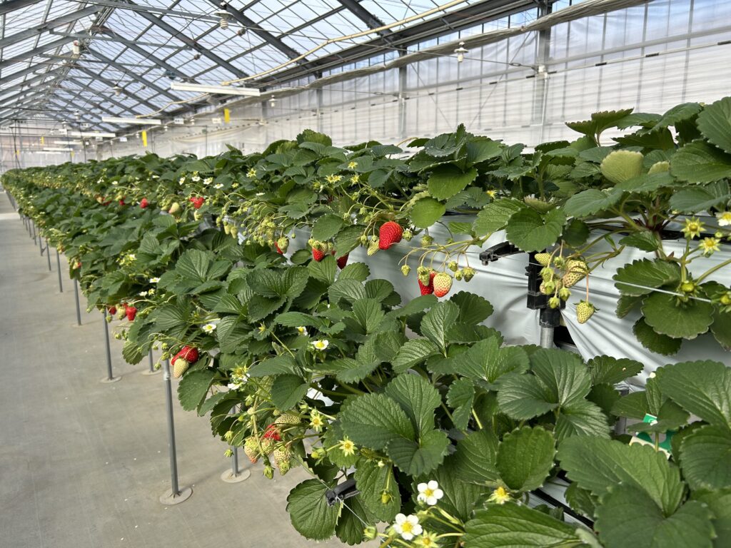 イチゴの栽培様子