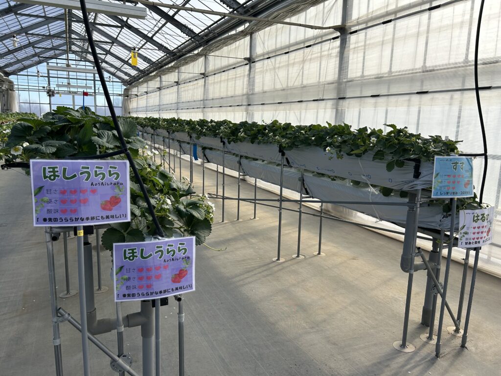 農林公園のイチゴハウスの中の様子