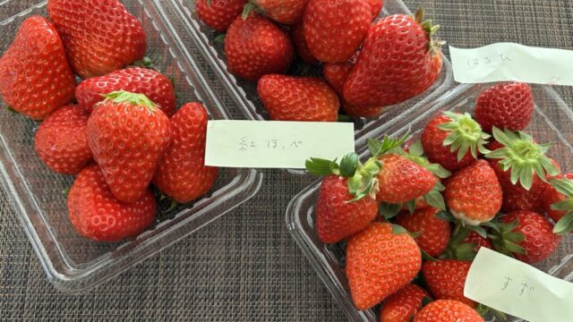 摘み取ったイチゴ