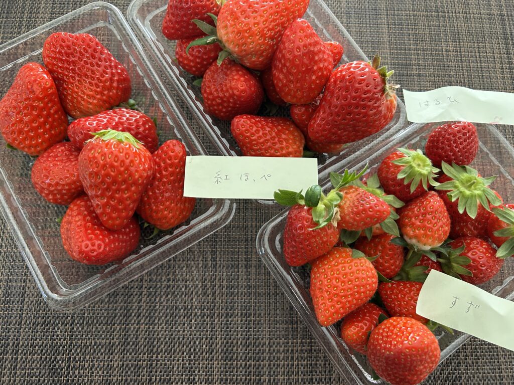 東松山市】農林公園で今シーズン初の「いちご摘み取り体験」を楽しん