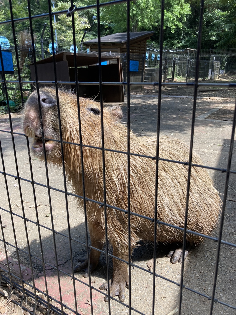 カピバラの写真