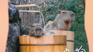 カピバラ温泉のチラシ