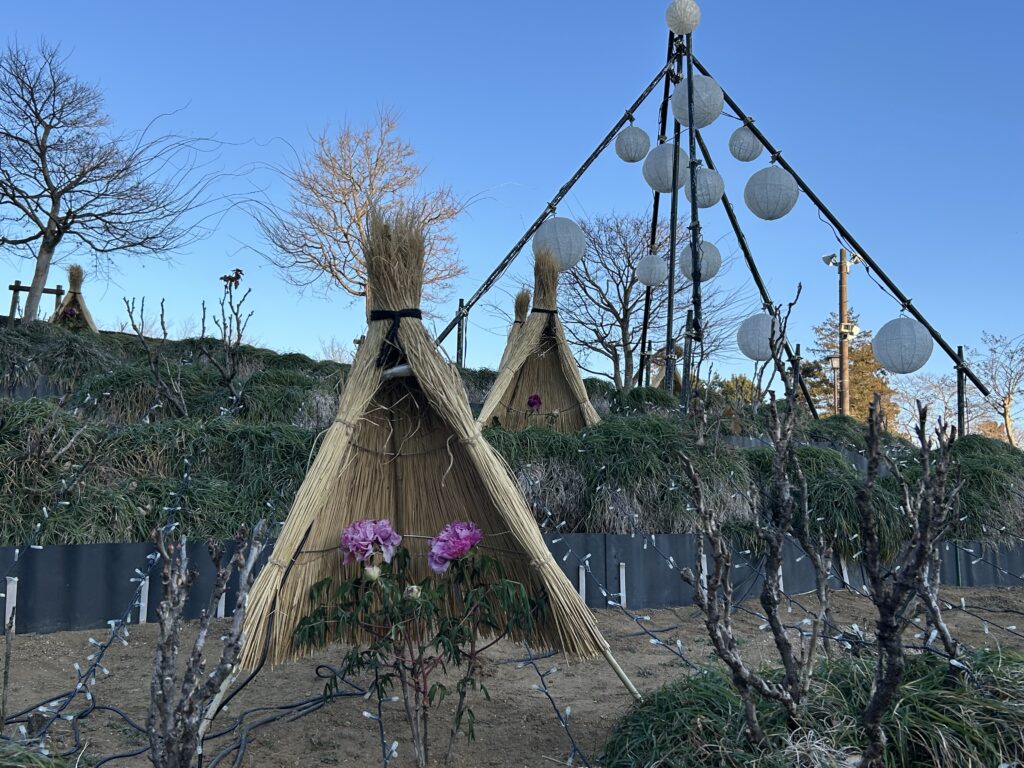 ボタンが咲く姿