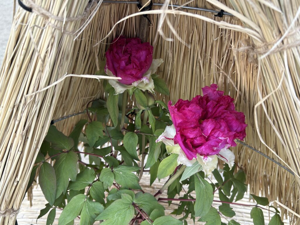 冬に咲くボタン