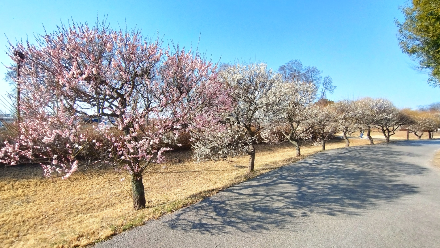 梅の木が並ぶ様子②