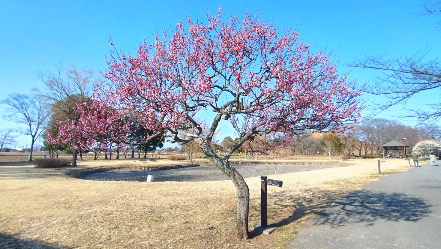 梅の花がきれいに咲いている様子