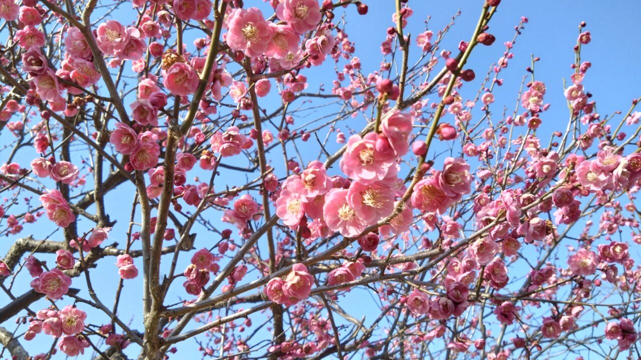 満開に近い様子