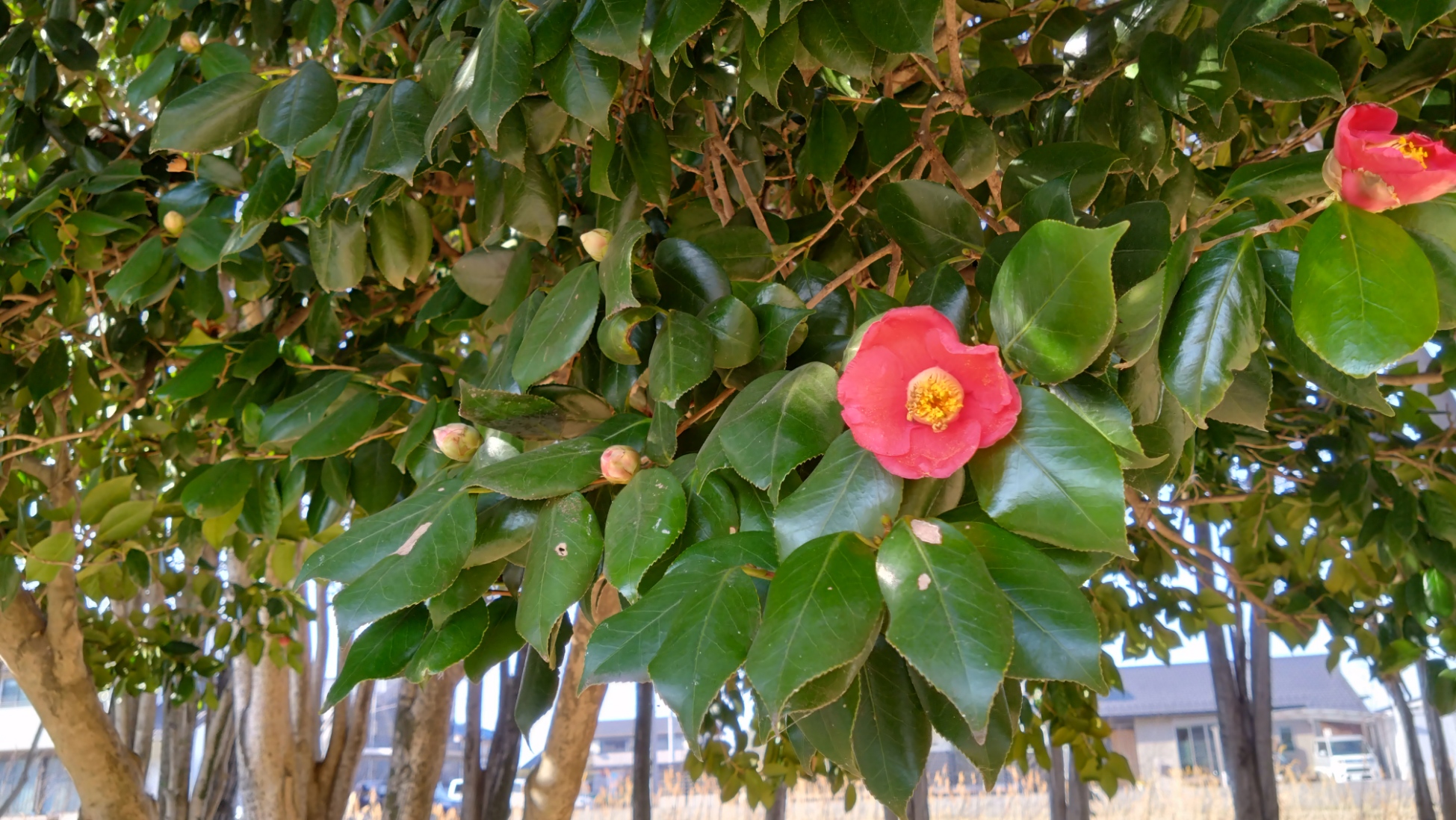 椿の花が咲いている様子
