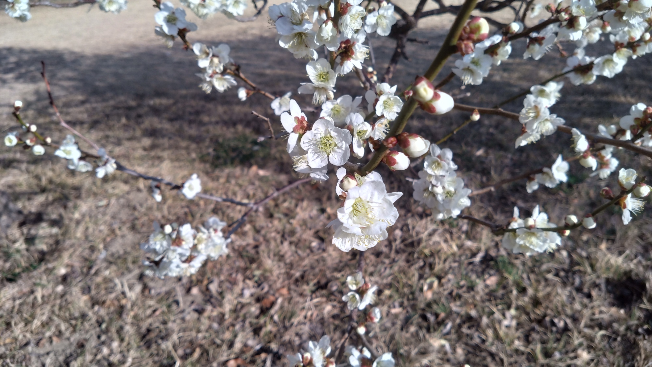 満開を迎え様子としている梅