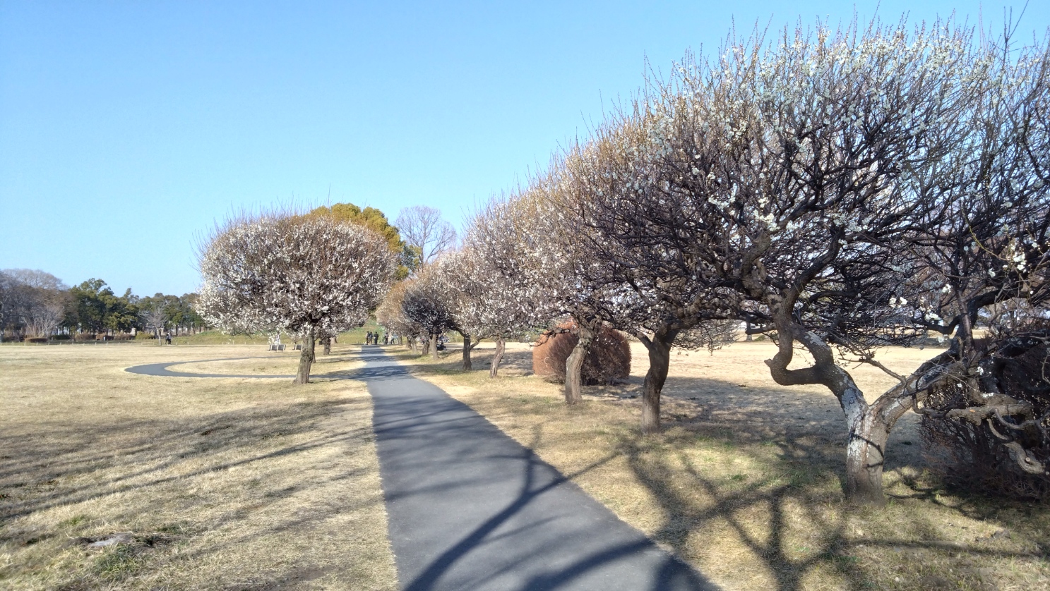 公園内の梅