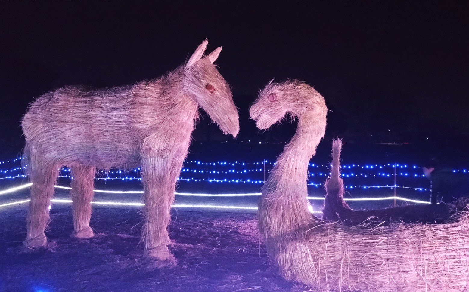 古代蓮の里 イルミネーション2025の様子③