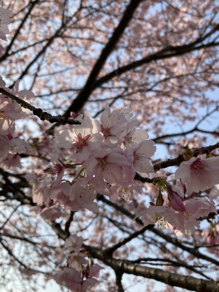桜の写真