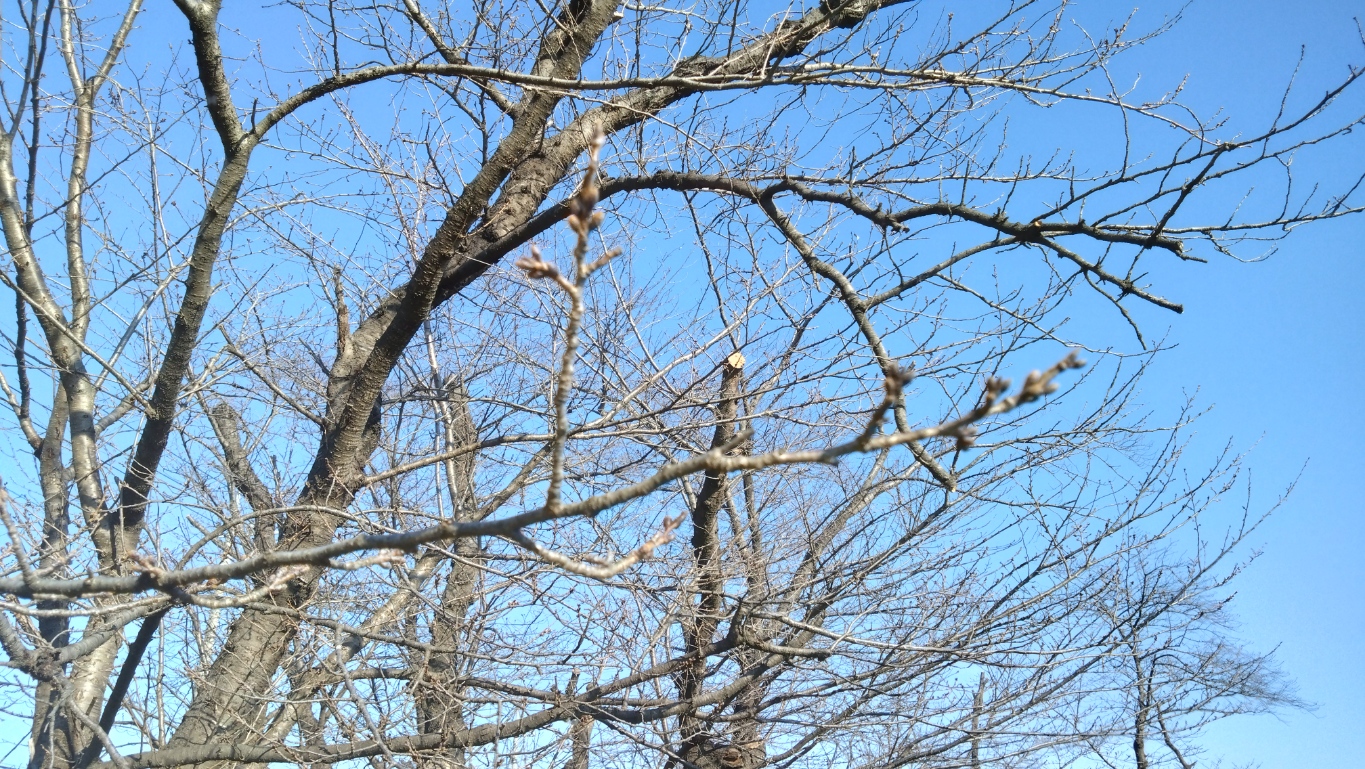 桜の開花状況