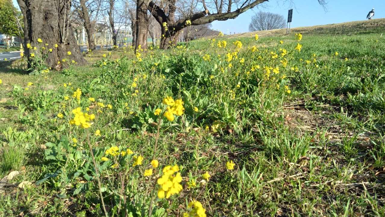 菜の花の様子