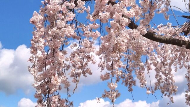しだれ桜