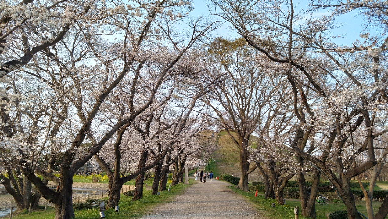 桜並木