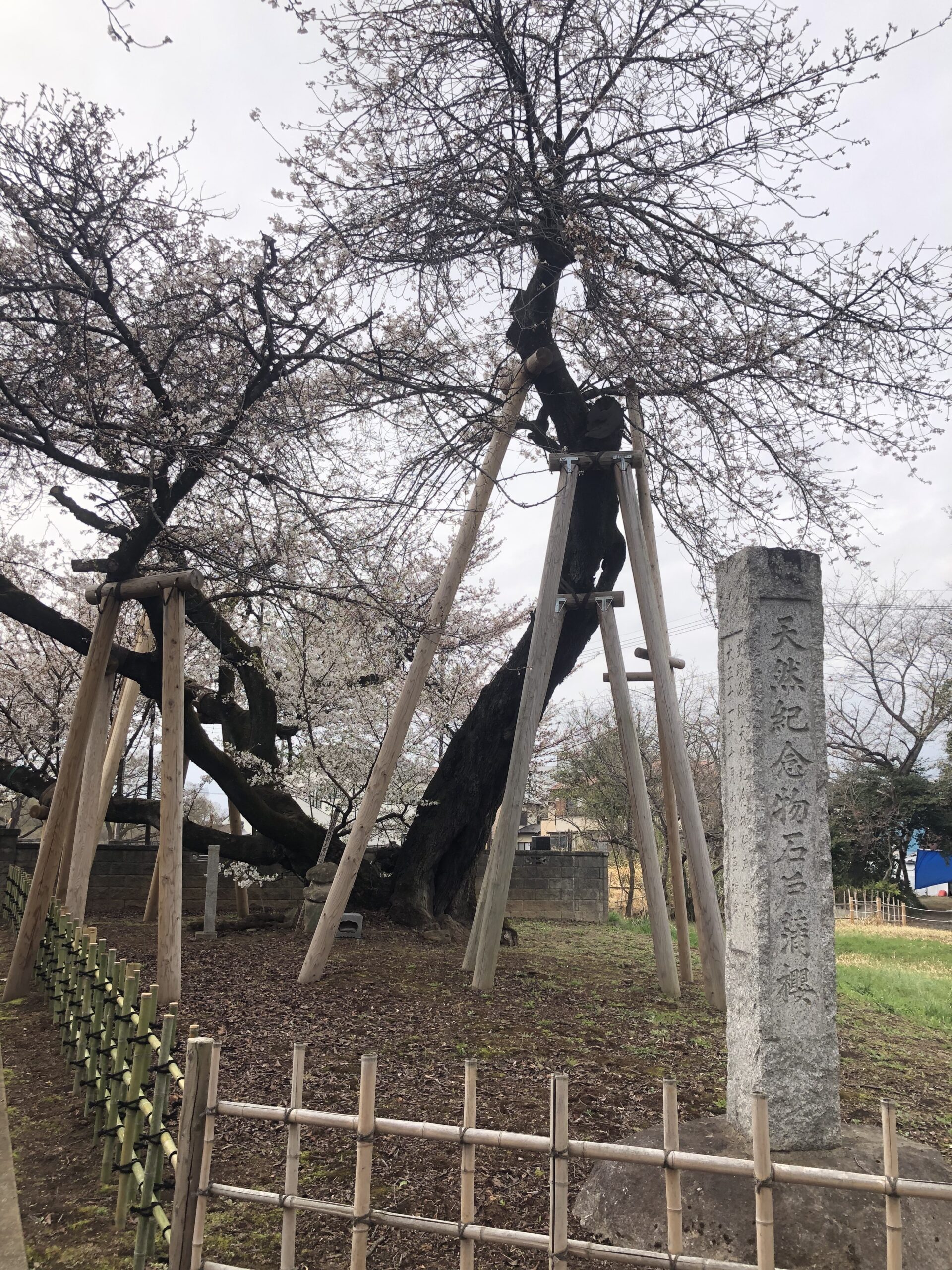 川島町】やっぱりここ！平成の森公園の桜が見ごろになってきました