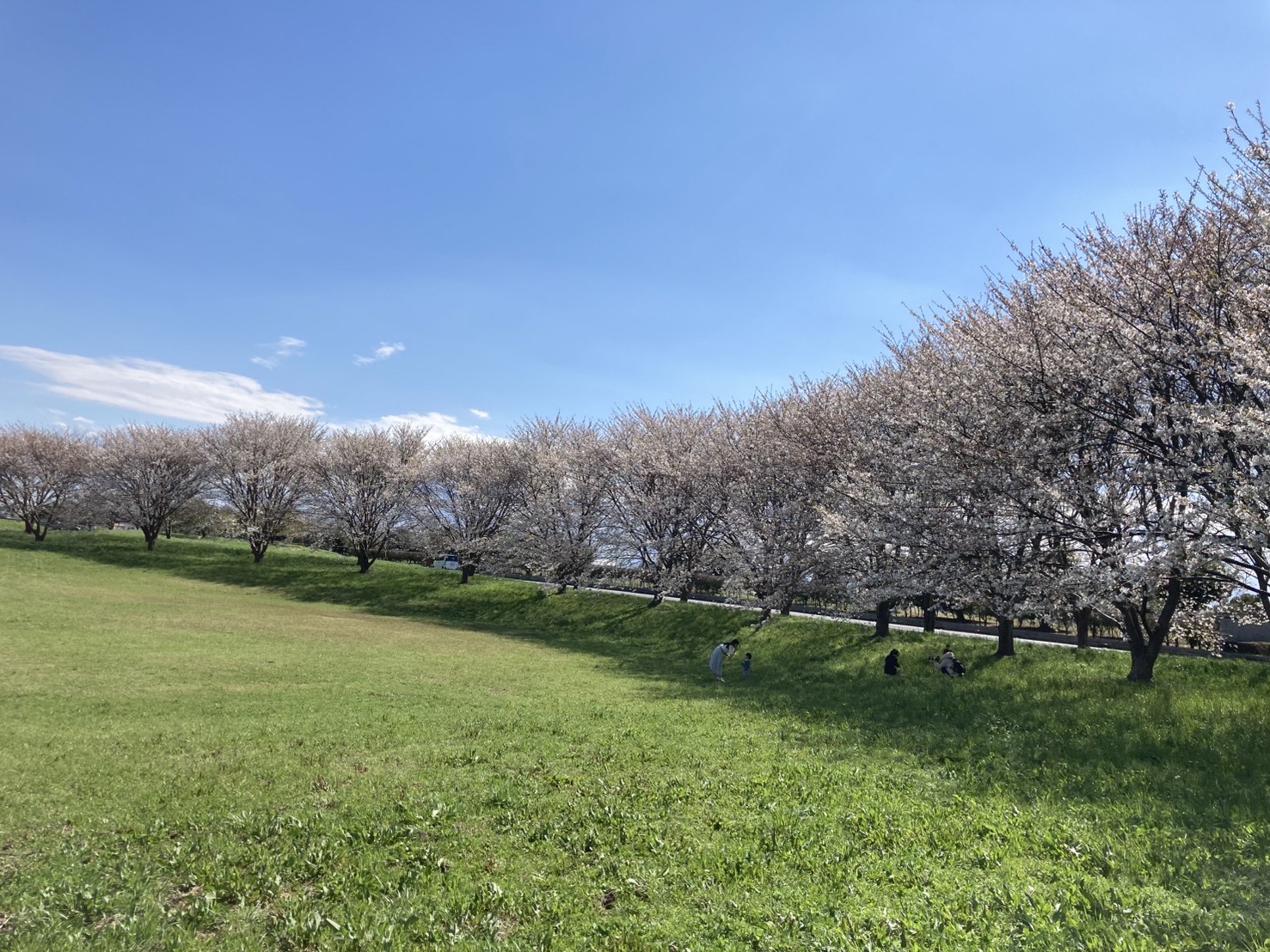 川島町】穴場スポット♪川の広場の桜が咲き始めていました！！3月25日