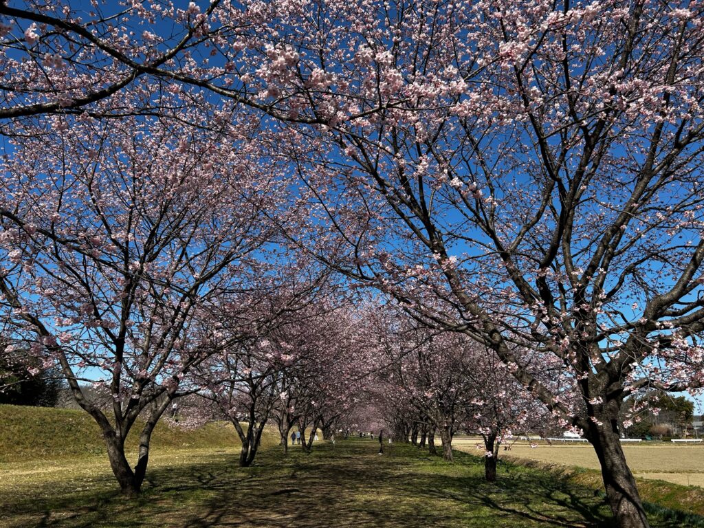 桜の様子