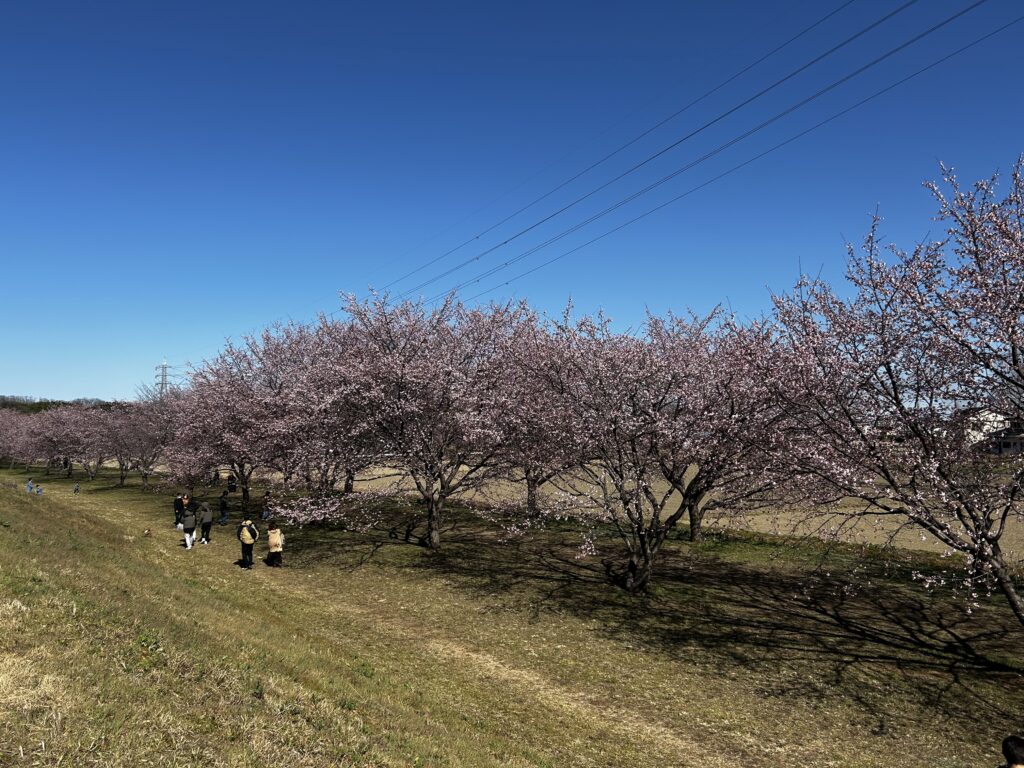 土手に連なる桜
