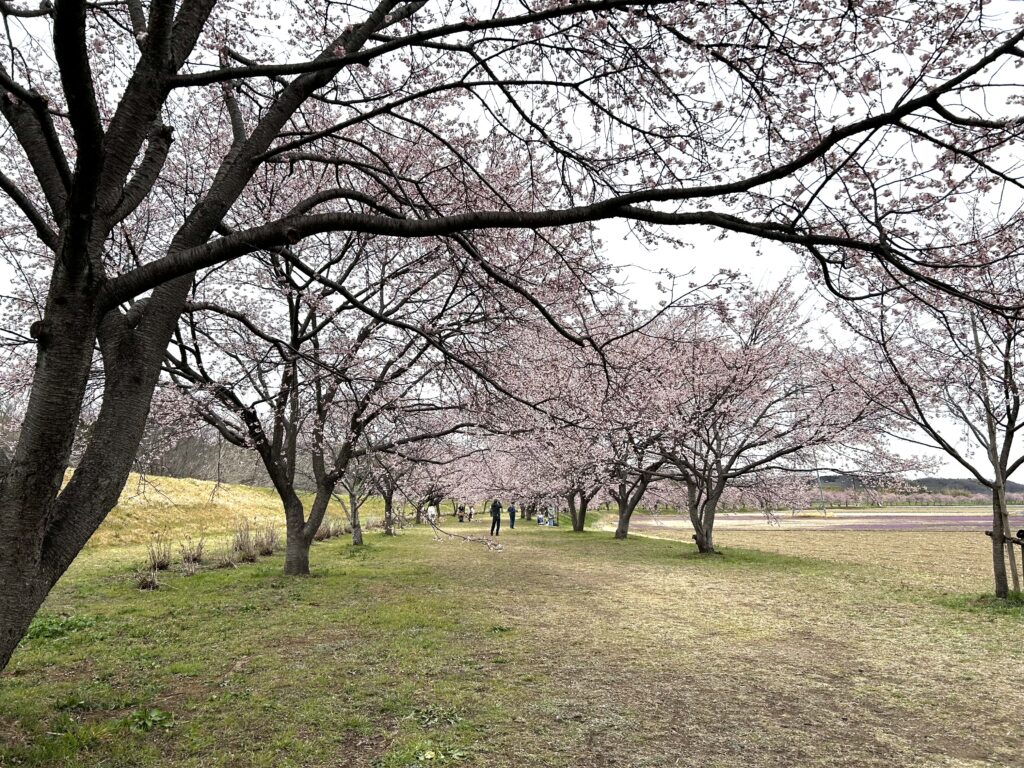 北浅羽桜堤公園の桜並木