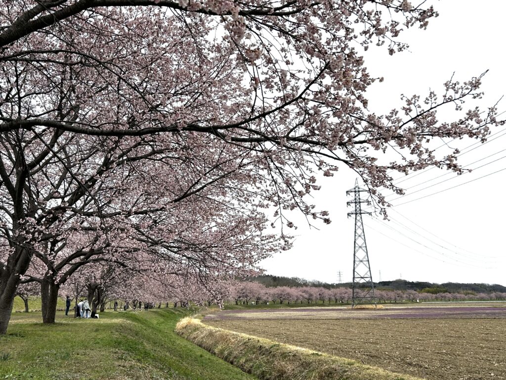 北浅羽桜堤公園の桜