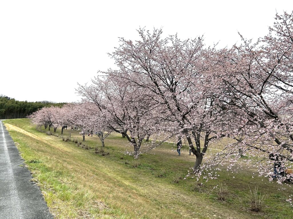 満開を迎える桜
