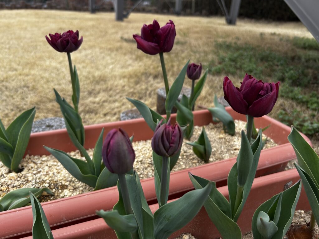 ボタン園のチューリップ