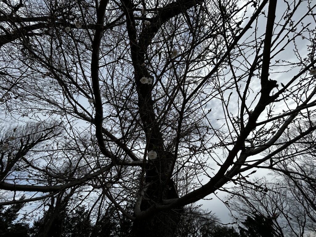 桜が開花している様子