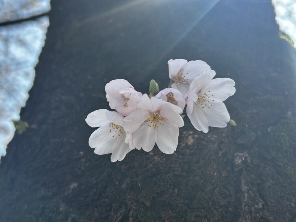 桜の写真