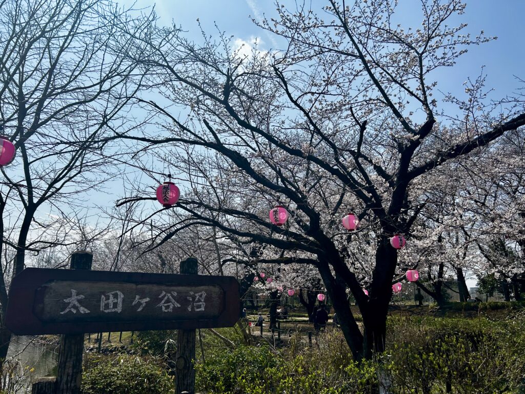 桜の開花状況