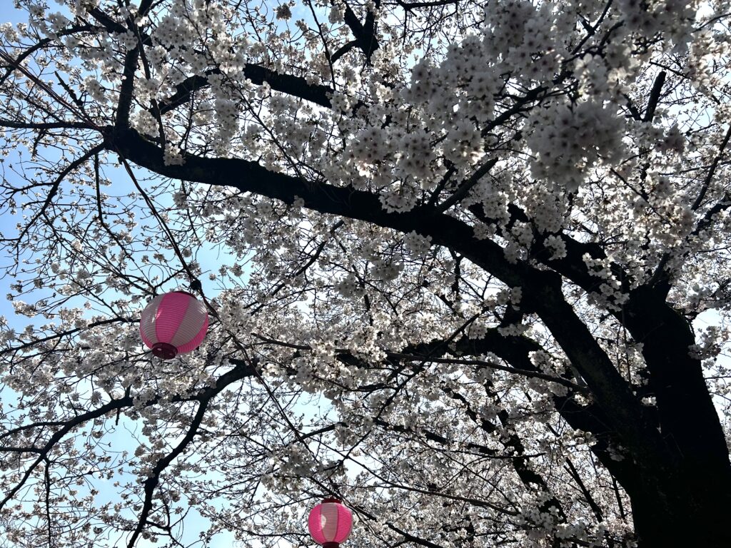 提灯と桜