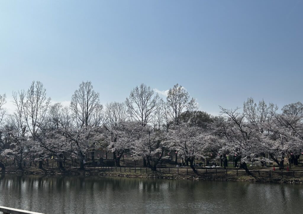 湖と桜