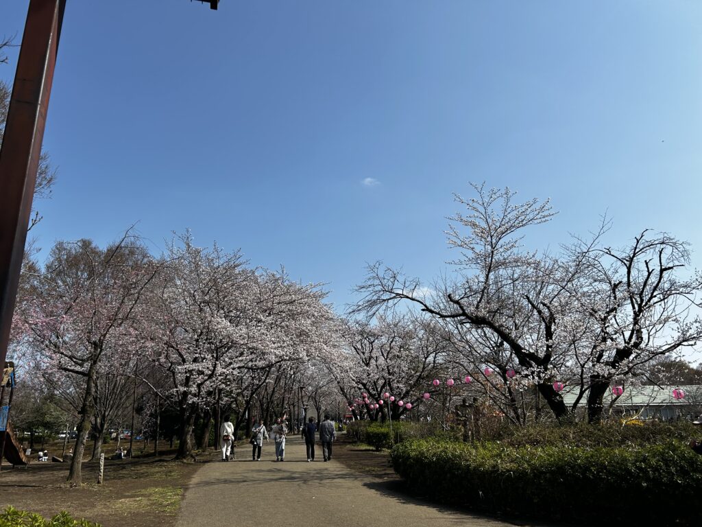 満開に近い桜