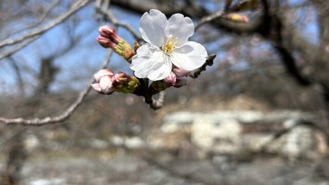 市野川沿いの桜④