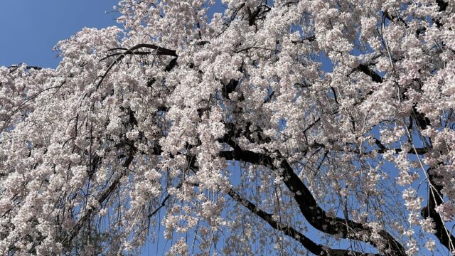 中院のしだれ桜⑤