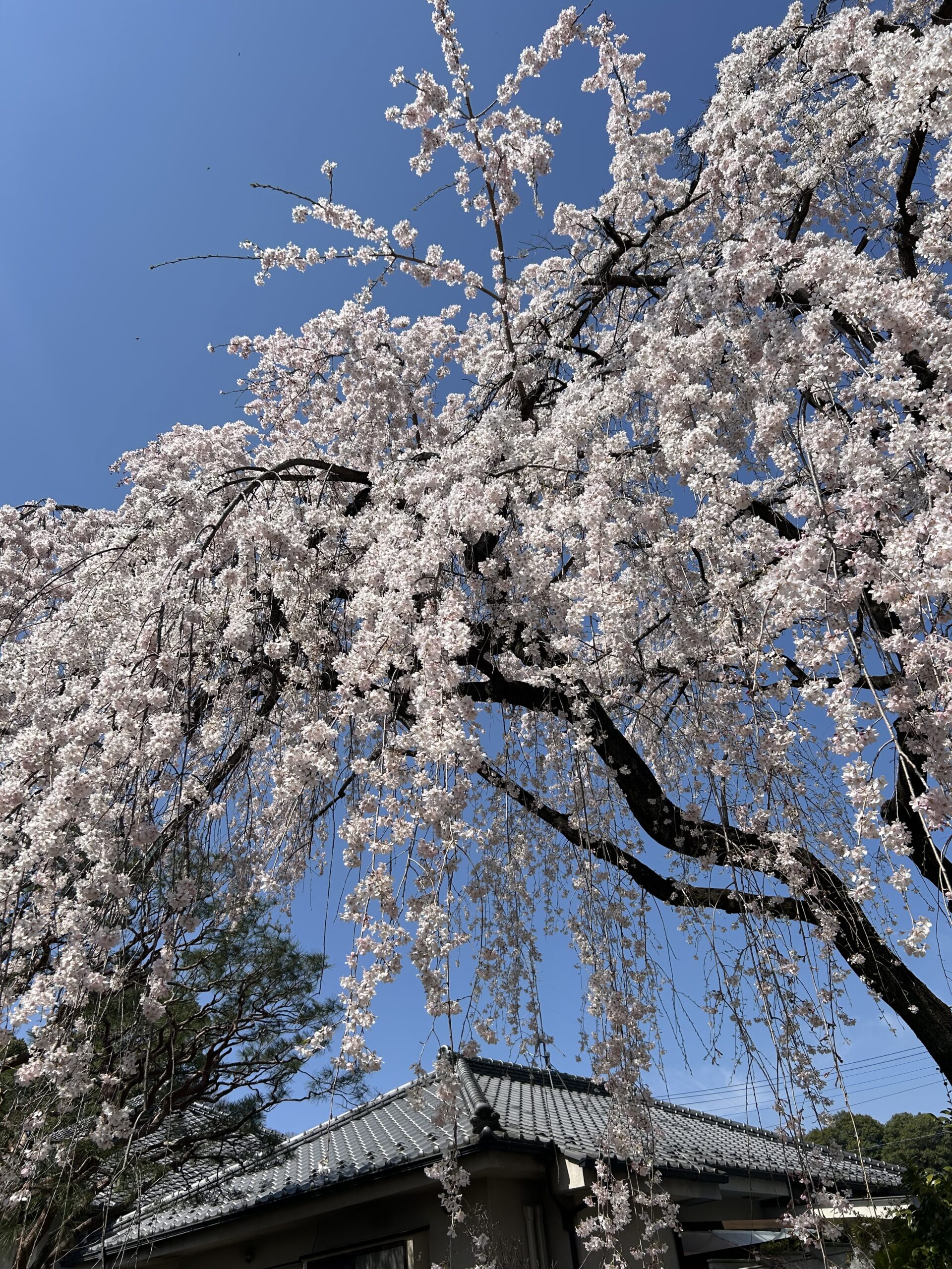 川越市】中院のしだれ桜が見ごろを迎えています！！｜埼玉マガジン