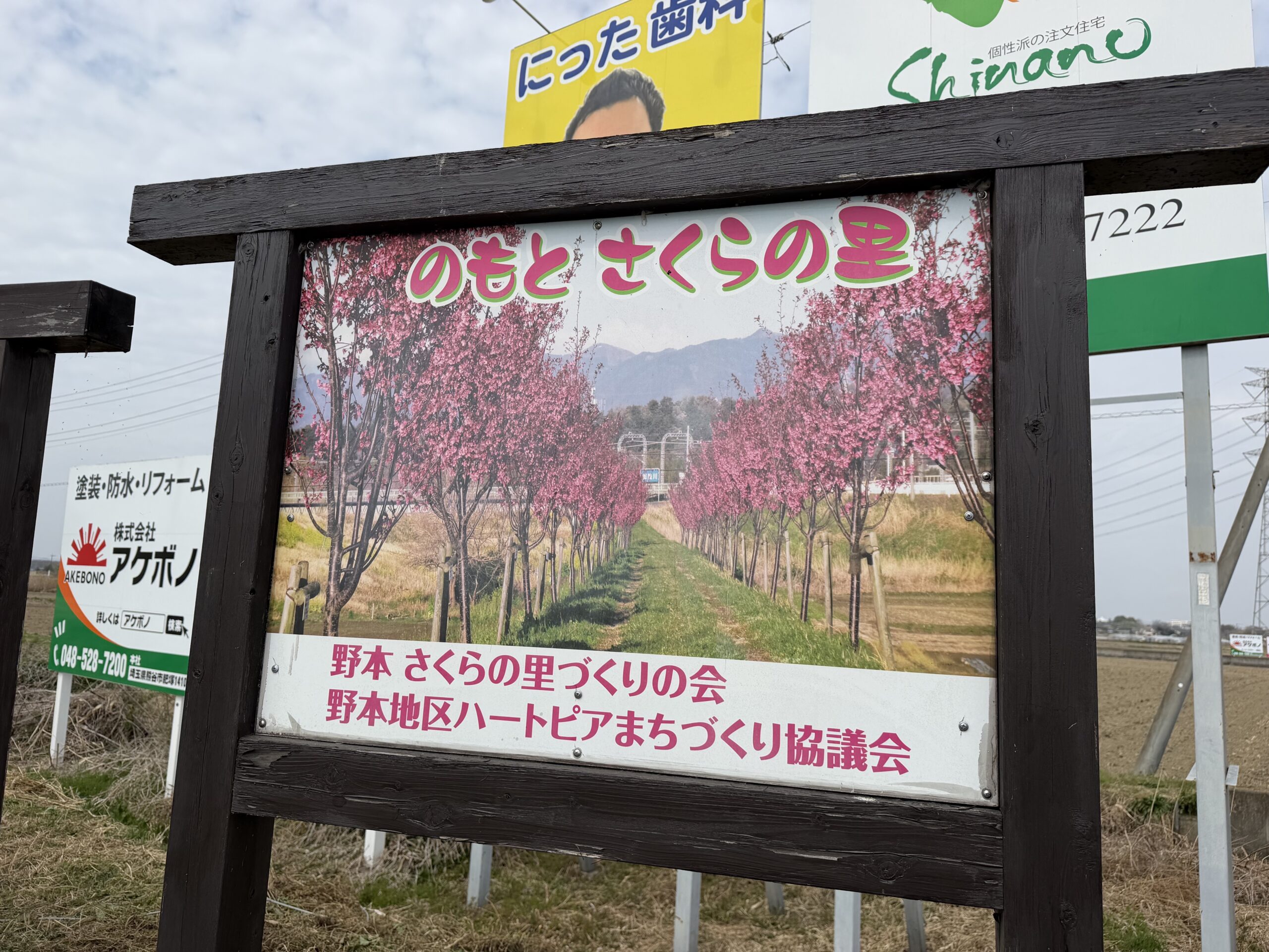 東松山市】のもとさくらの里の桜の開花状況を見てきました！！｜埼玉
