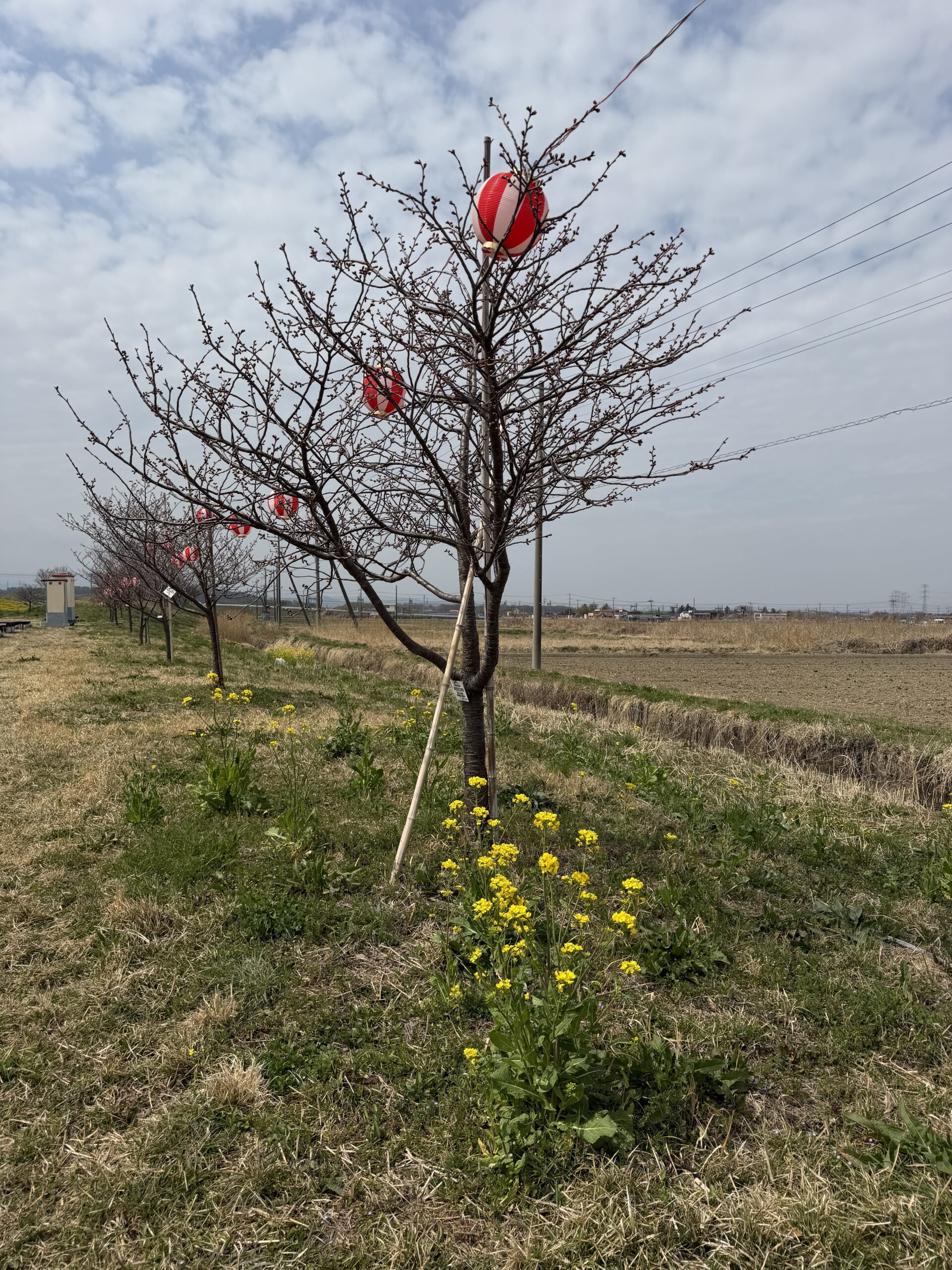 東松山市】のもとさくらの里の桜の開花状況を見てきました！！｜埼玉