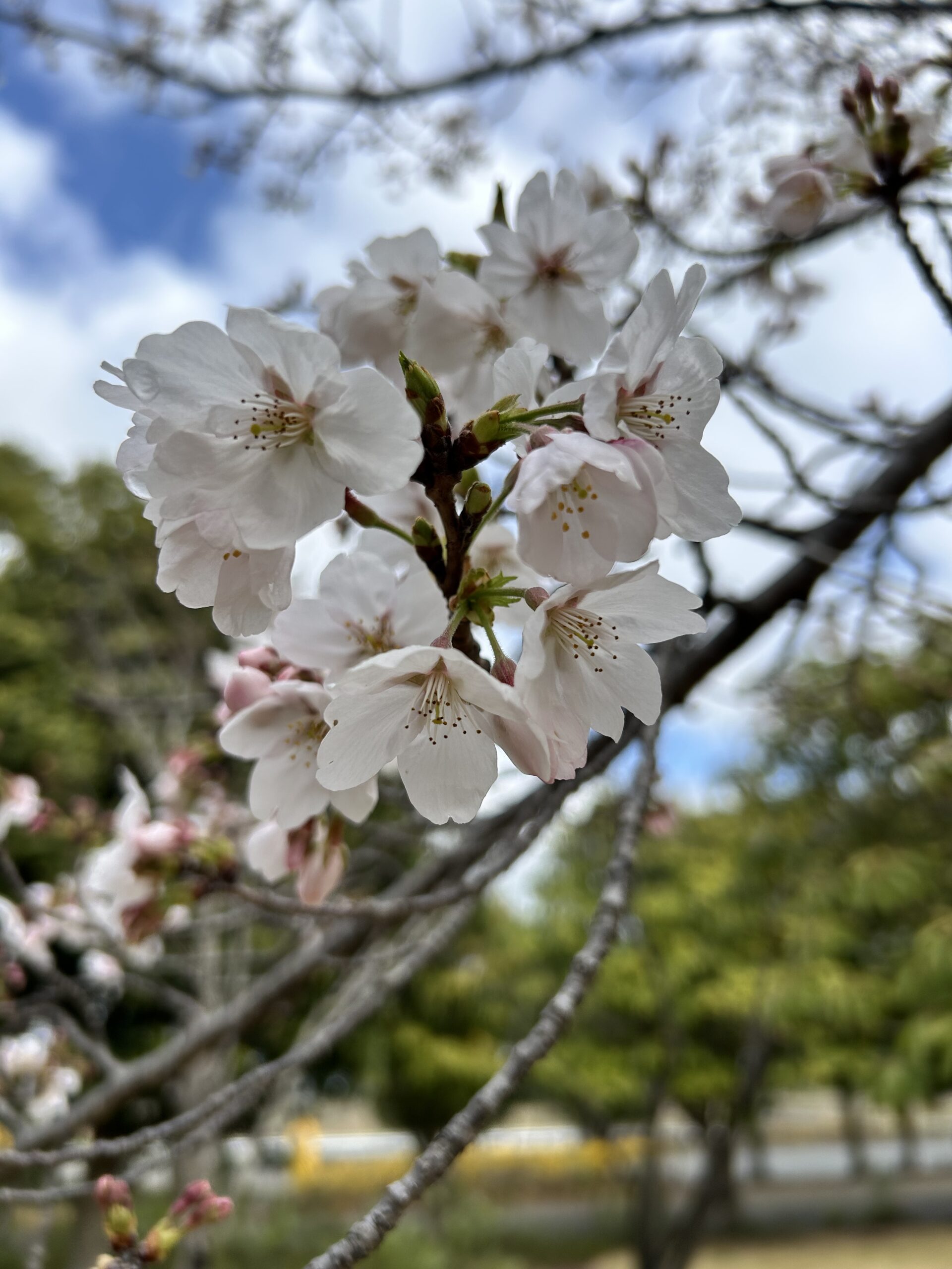 川島町】やっぱりここ！平成の森公園の桜が見ごろになってきました